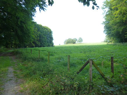 Forest and meadow path